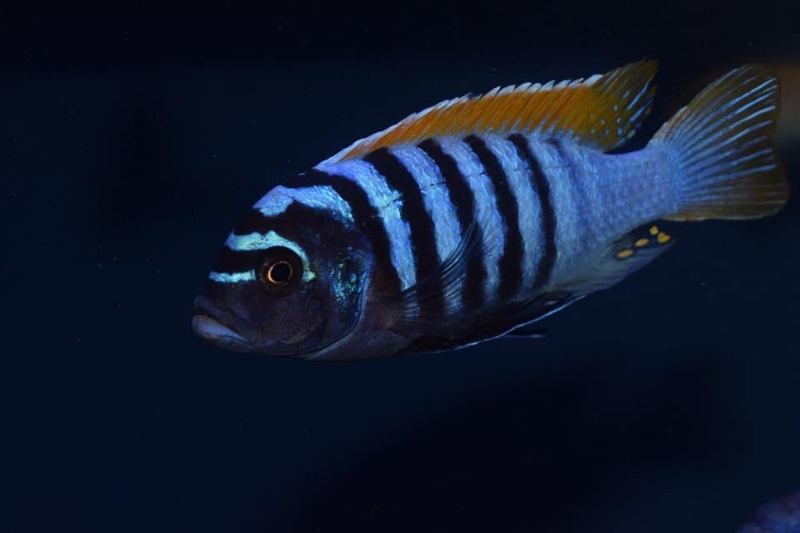 Maylandia pyrsonotos 'Nakantenga Island'